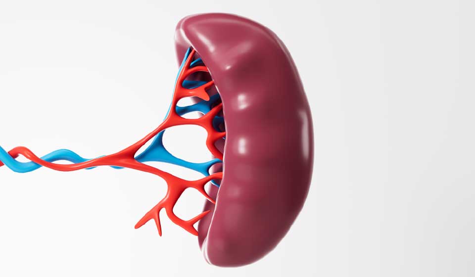 ม้ามพร่อง ม้ามชื้น ม้ามอ่อนแอ สาเหตุ อาการ วิธีดูแลแบบการแพทย์จีน